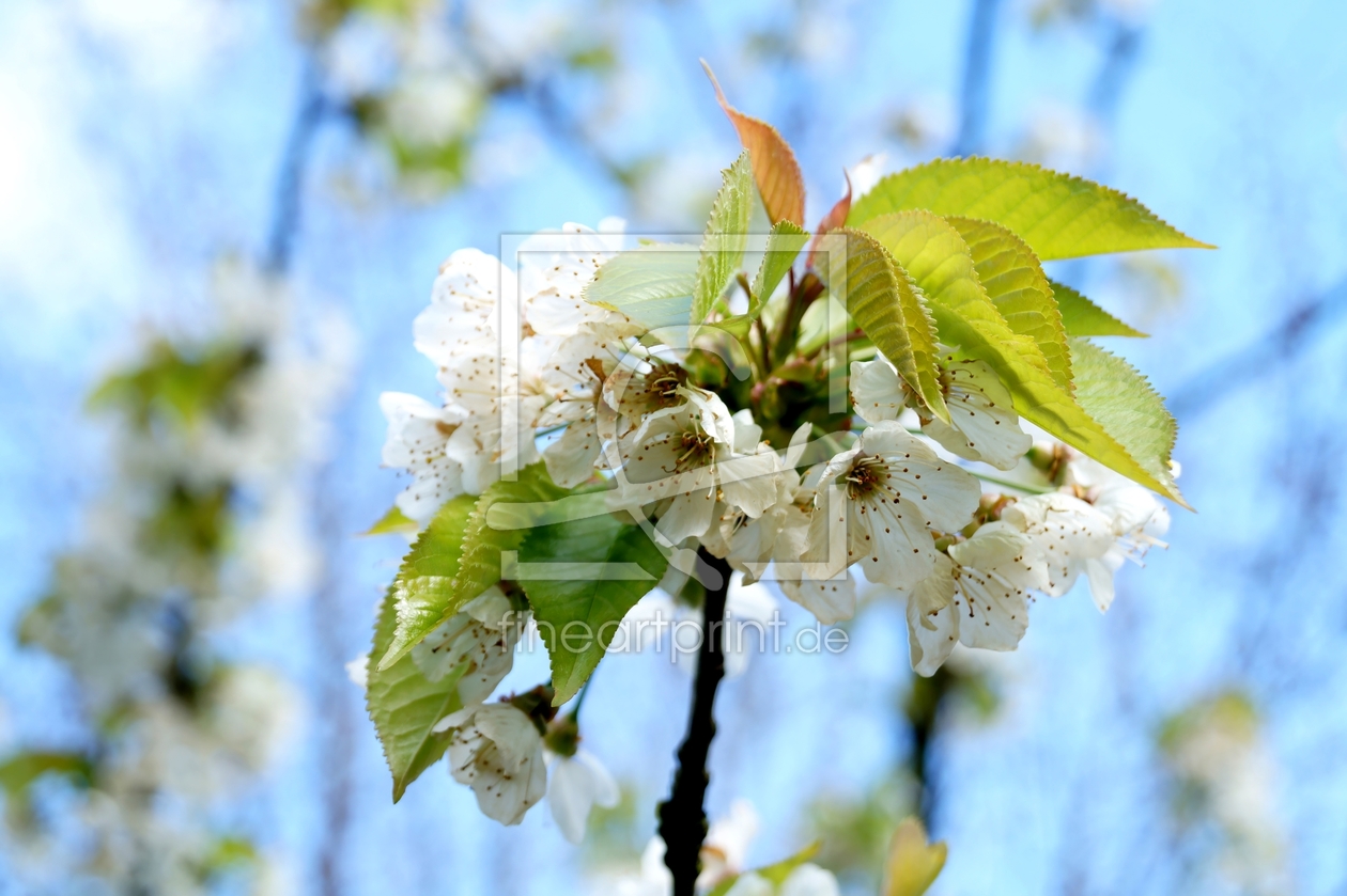 Bild-Nr.: 11903619 Obstblüte erstellt von MoNoir