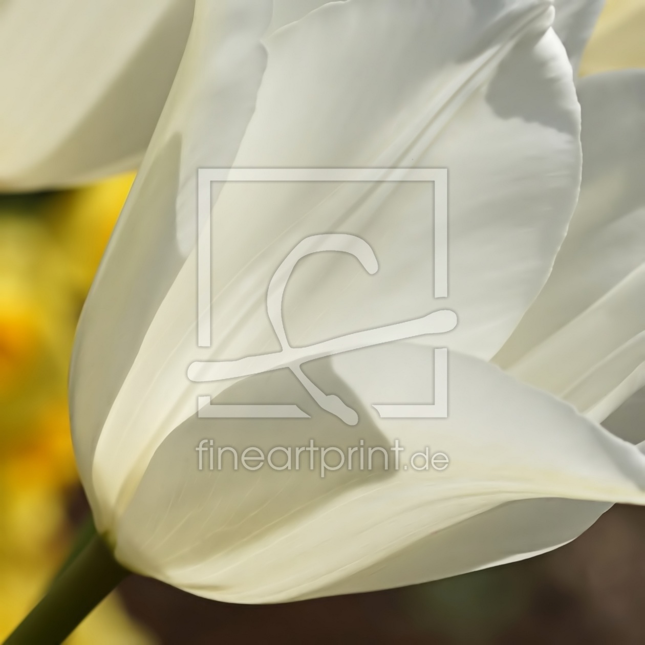 Bild-Nr.: 11903621 White spring erstellt von youhaveadream