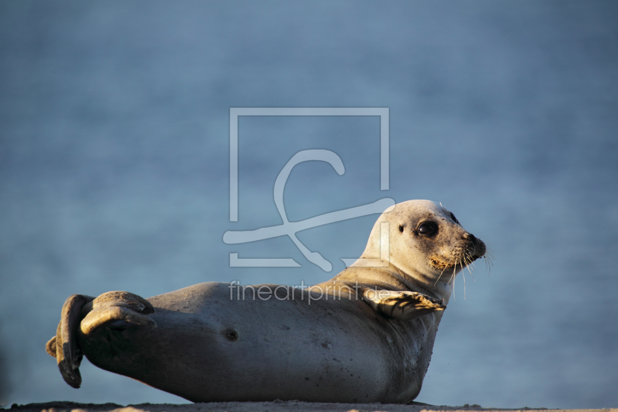 Bild-Nr.: 11903726 Seehund auf Helgoland erstellt von DirkR