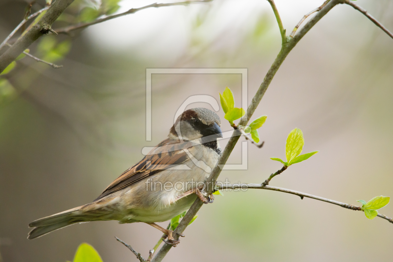 Bild-Nr.: 11903927 Sperling1 erstellt von Fototommi