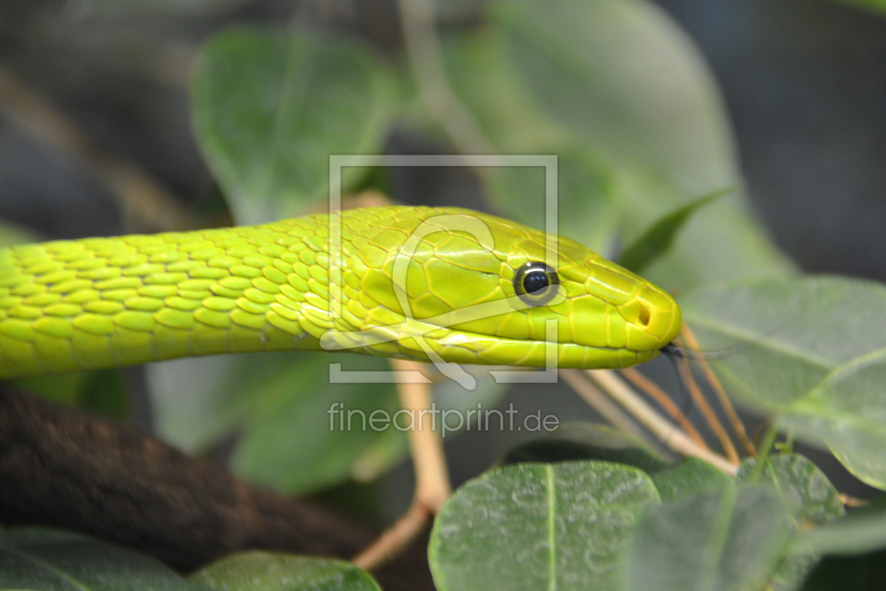 Bild-Nr.: 11903970 green mamba erstellt von GUGIGEI