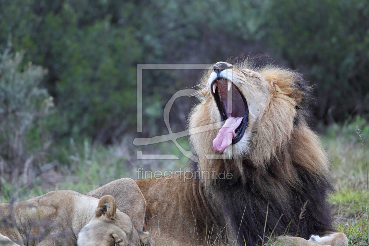 Bild-Nr.: 11903980 Löwen in Südafrika erstellt von DirkR
