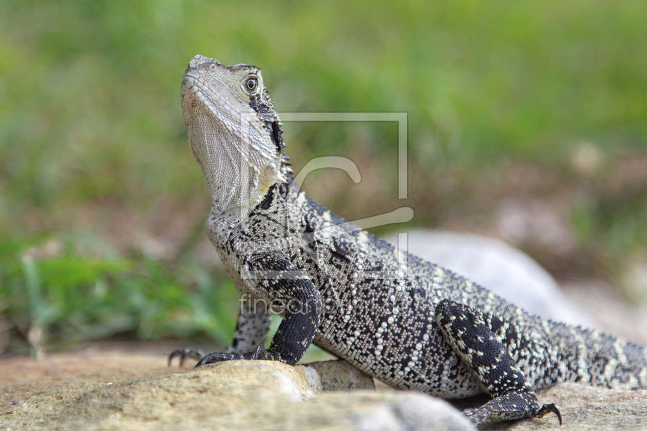 Bild-Nr.: 11903985 Australische Wasseragame erstellt von DirkR