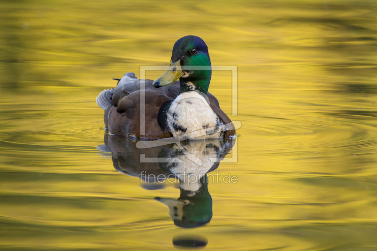 Bild-Nr.: 11904164 Ente im Teich erstellt von luxpediation