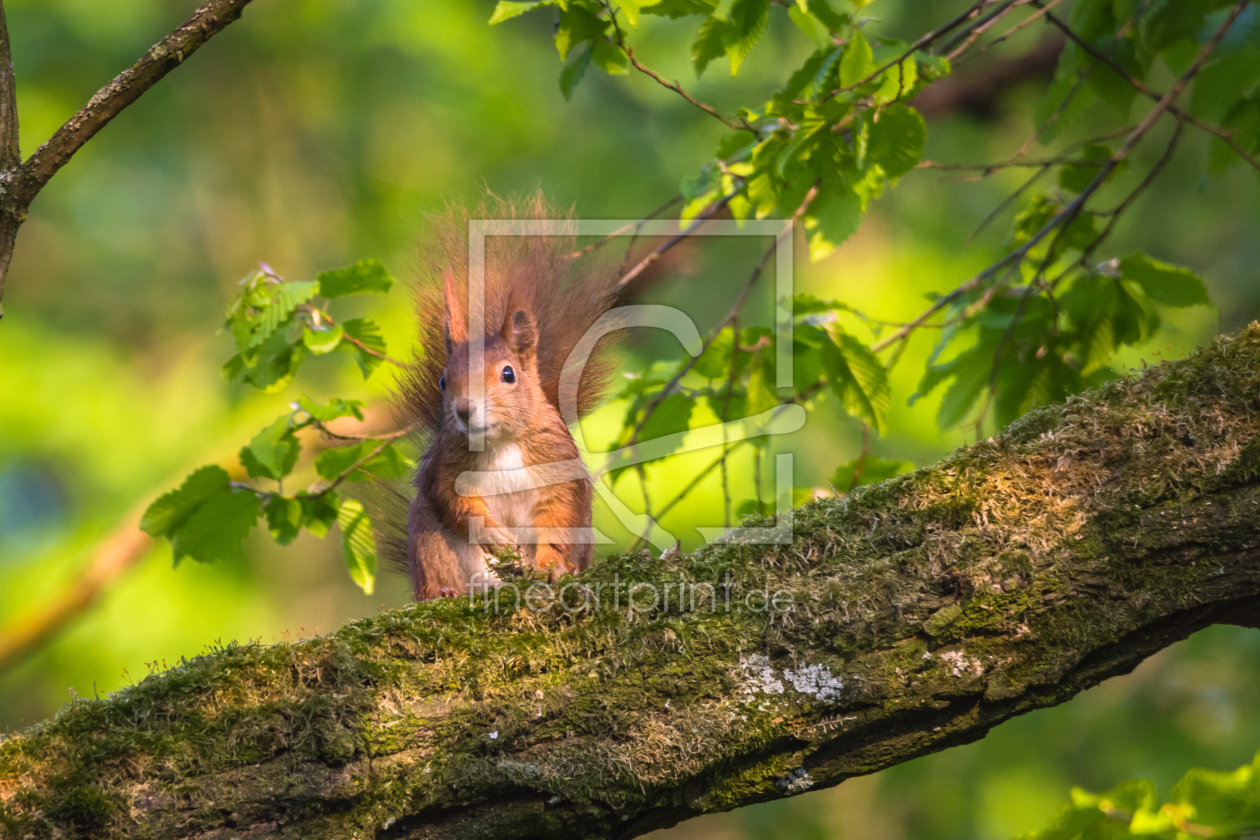 Bild-Nr.: 11904171 Eichhörnchen erstellt von luxpediation