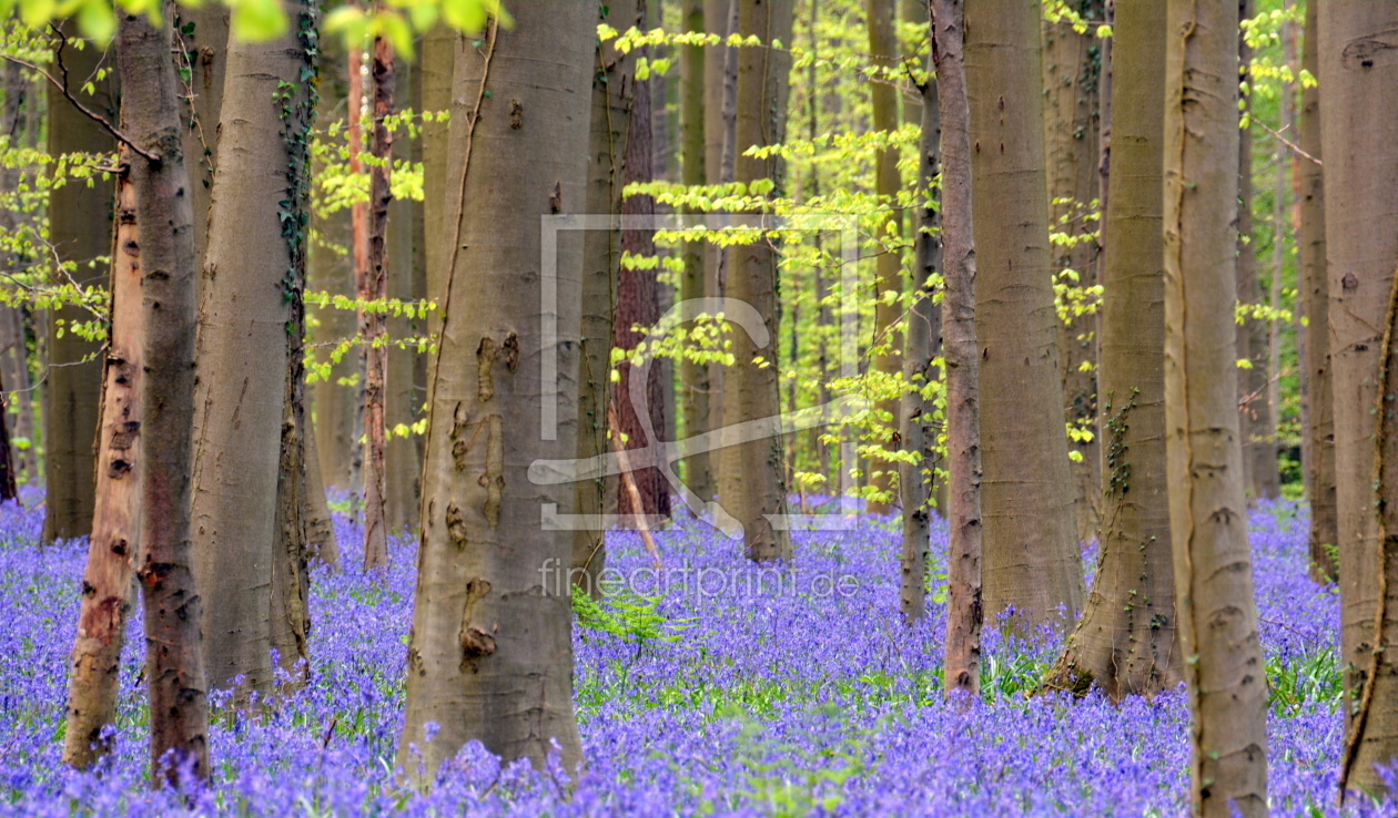 Bild-Nr.: 11904376 blue bells erstellt von GUGIGEI