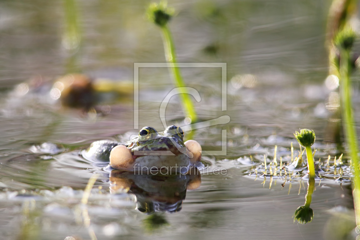 Bild-Nr.: 11904602 Teichfrosch erstellt von DirkR