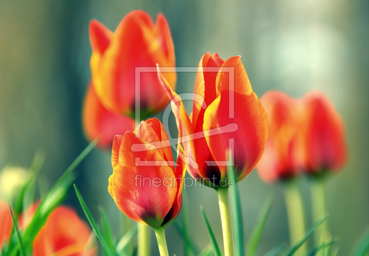 Bild-Nr.: 11904665 Tulpen erstellt von GUGIGEI