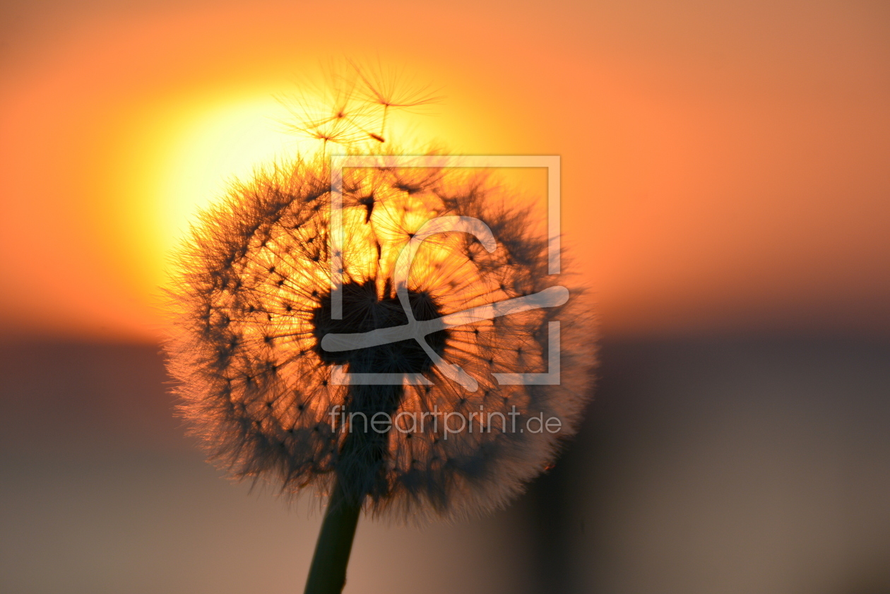 Bild-Nr.: 11904674 Pusteblume erstellt von GUGIGEI