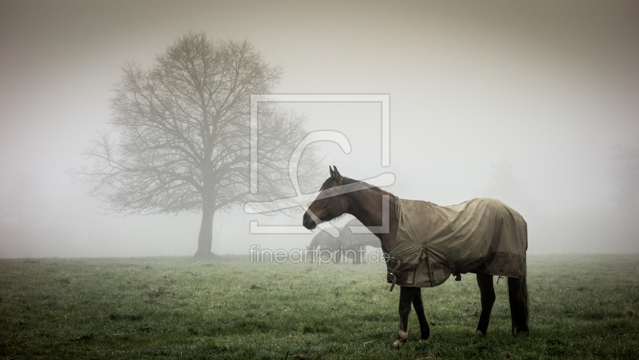Bild-Nr.: 11904707 Pferde im Nebel Bild-Nr.: 11904707 Pferde im Nebel erstellt von Steffen Henze