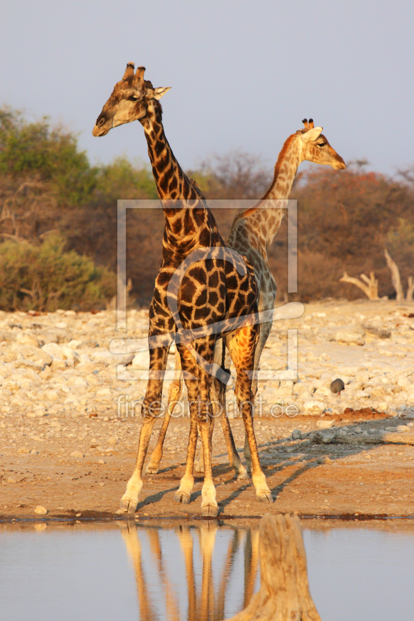 Bild-Nr.: 11904793 Giraffen im Etosha Nationalpark erstellt von DirkR