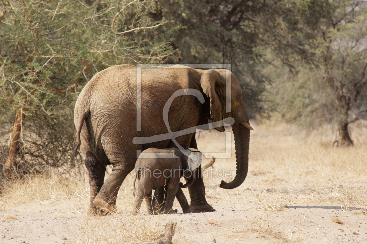 Bild-Nr.: 11905108 Wüstenelefanten in Namibia erstellt von DirkR