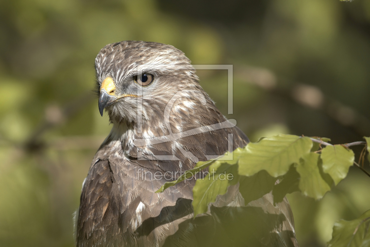 Bild-Nr.: 11905263 Was guckst du erstellt von hunzitho