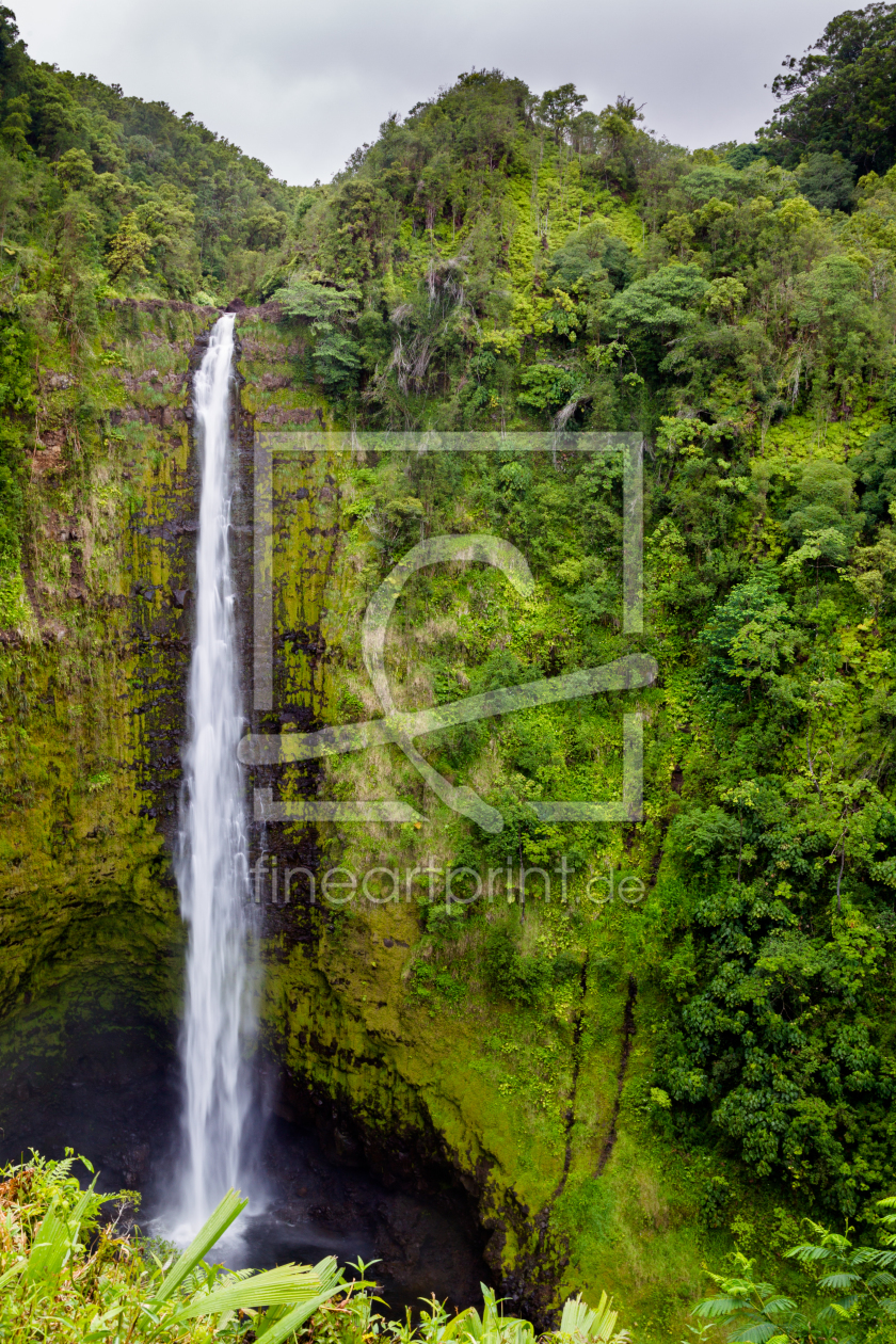 Bild-Nr.: 11905455 Akaka Falls auf Hawaii erstellt von DirkR