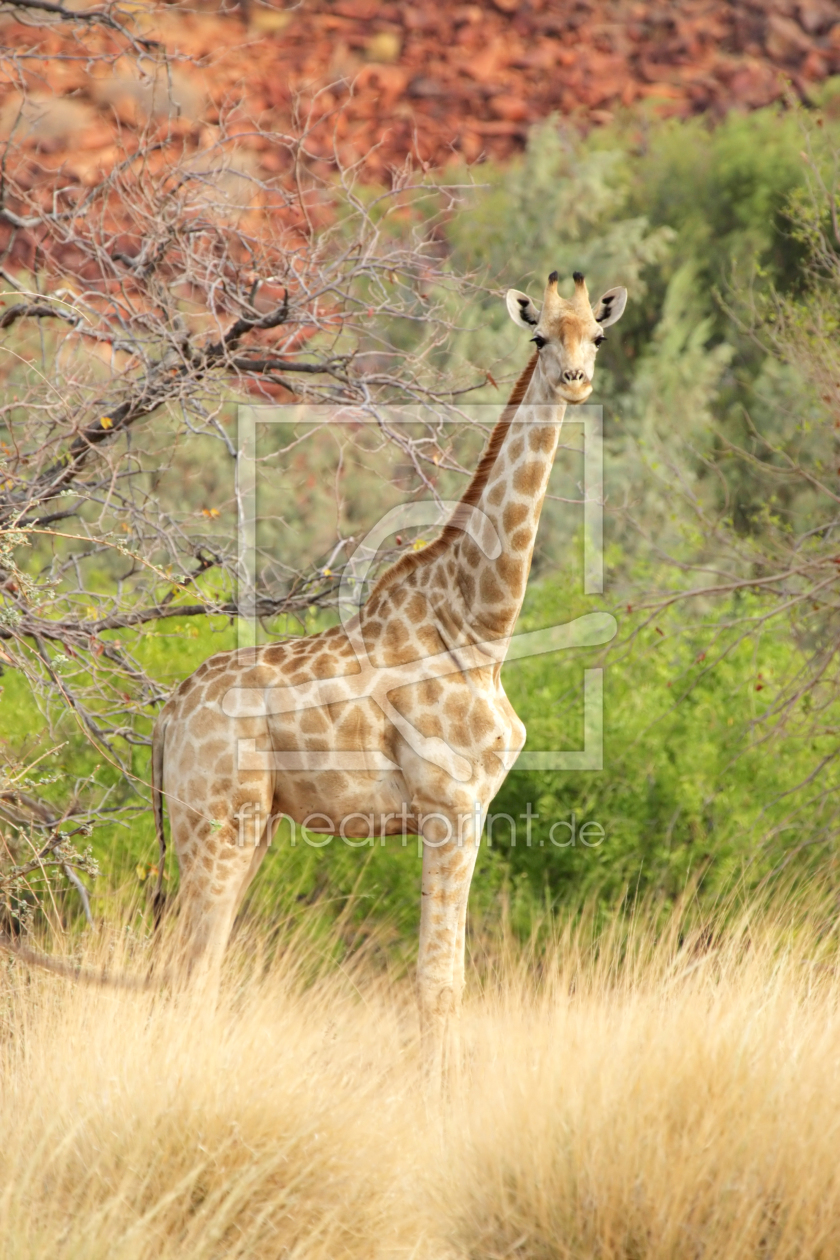 Bild-Nr.: 11905456 Giraffe in Namibia erstellt von DirkR