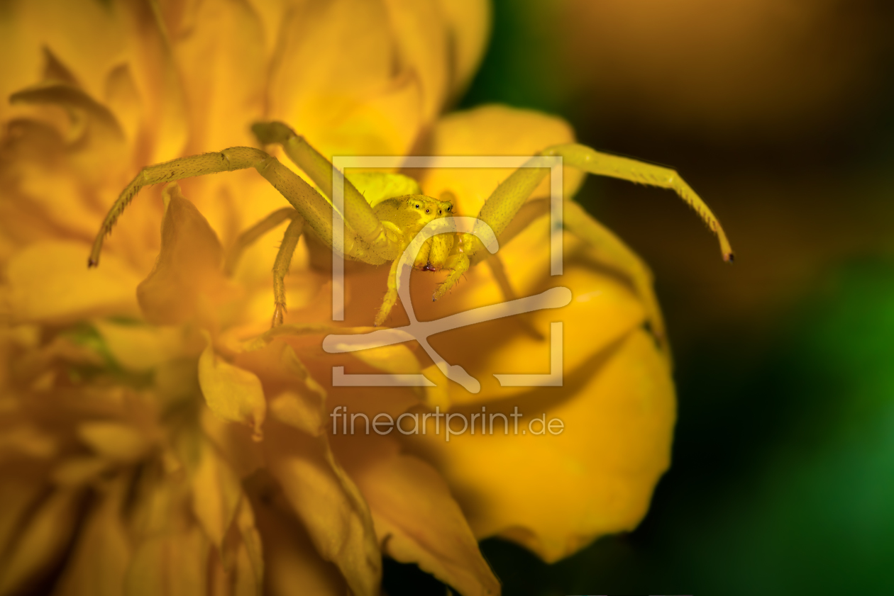 Bild-Nr.: 11905634 Krabbenspinne Bild-Nr.: 11905634 Krabbenspinne erstellt von juergenjung