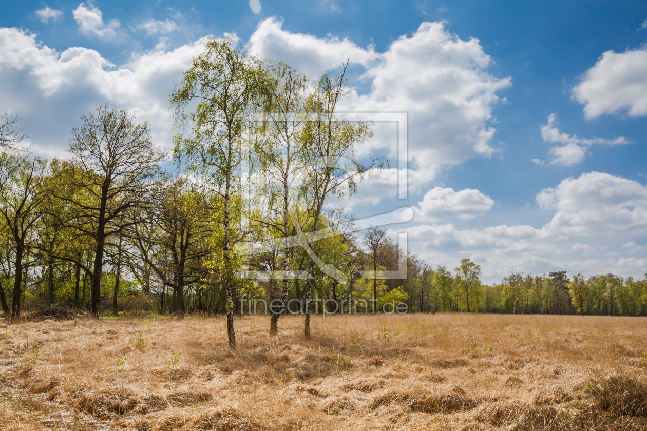 Bild-Nr.: 11905778 Moorbirken Bild-Nr.: 11905778 Moorbirken erstellt von Reins, Ursula