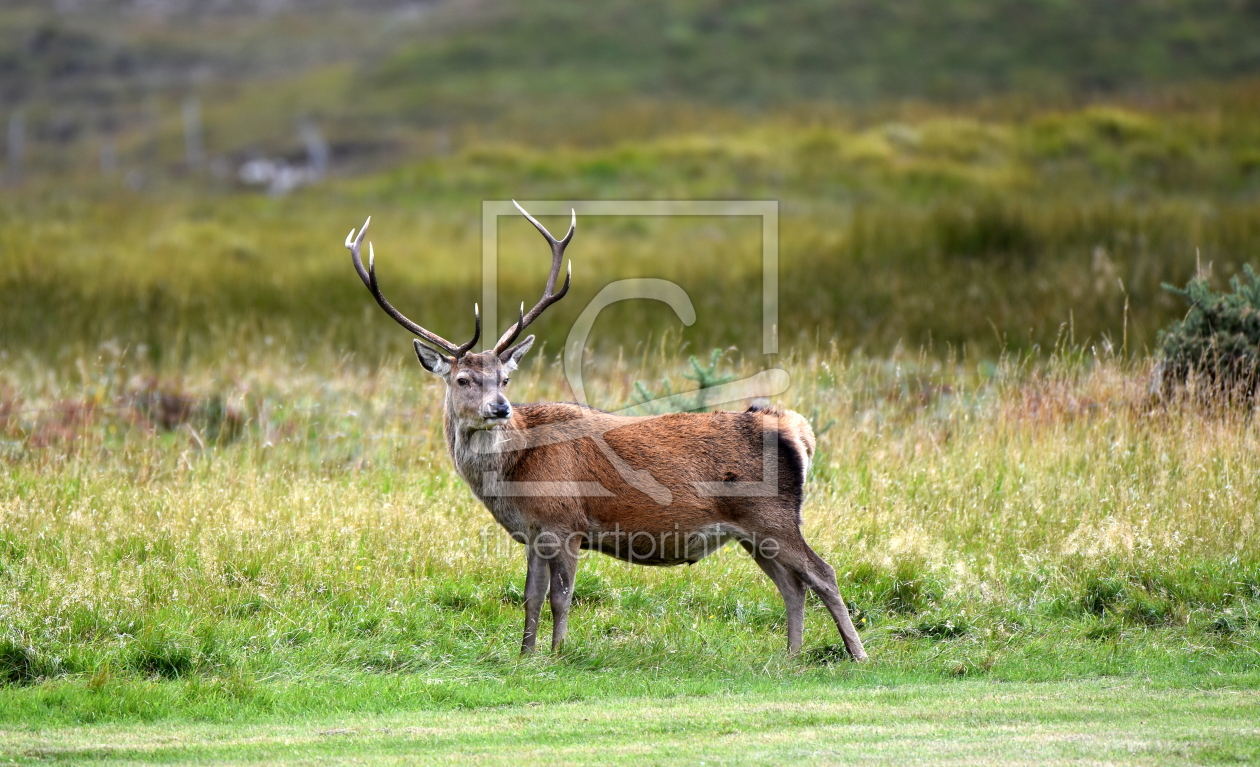 Bild-Nr.: 11905900 Rothirsch in den Highlands erstellt von GUGIGEI