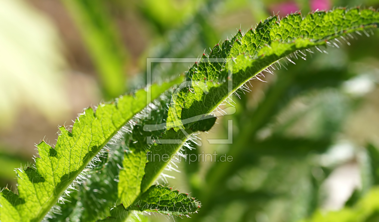 Bild-Nr.: 11905952 Poppy leaves erstellt von youhaveadream