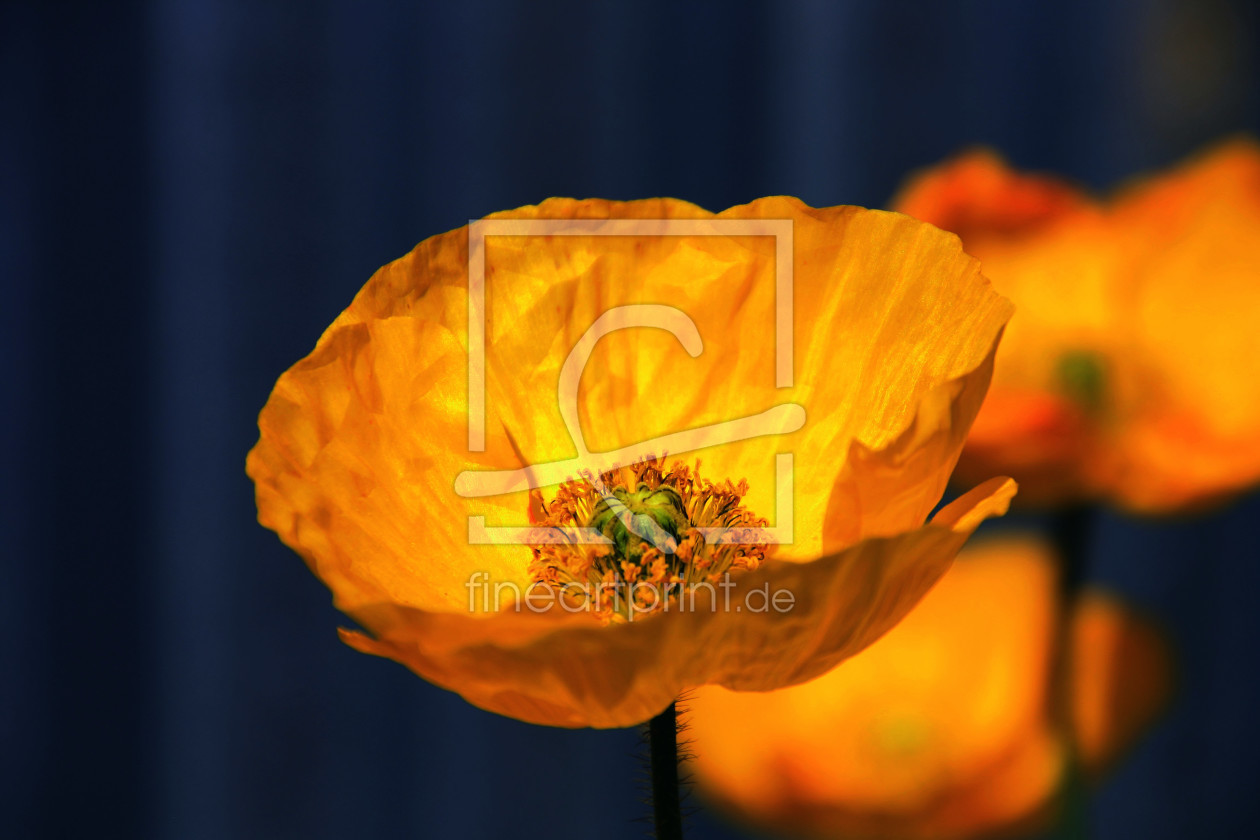 Bild-Nr.: 11906001 Mohn Bild-Nr.: 11906001 Mohn erstellt von Amazone54