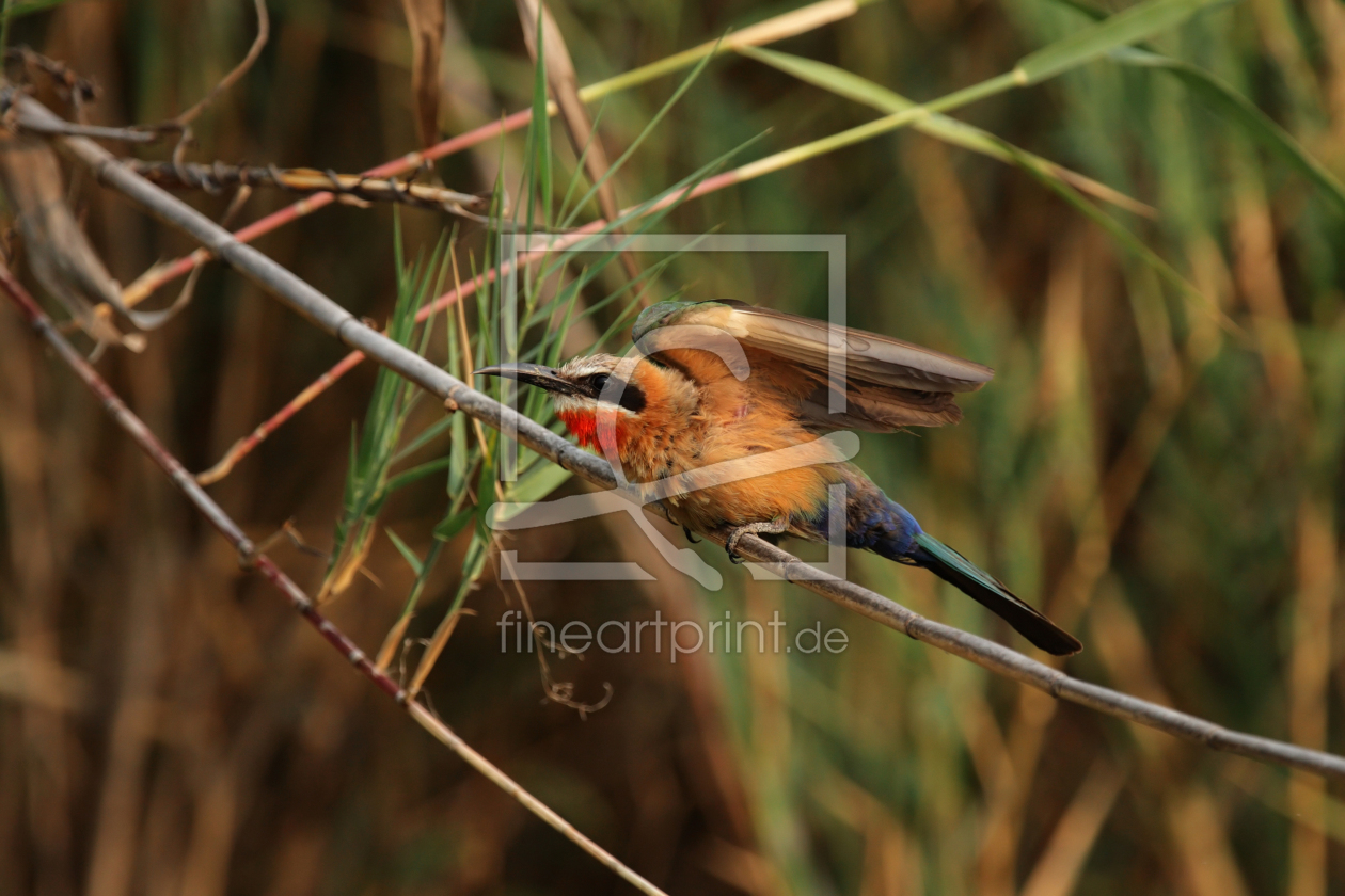 Bild-Nr.: 11906045 Weißstirnbienenfresser im Okavango Delta Bild-Nr.: 11906045 Weißstirnbienenfresser im Okavango Delta erstellt von DirkR