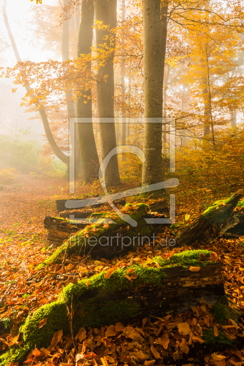 Bild-Nr.: 11906062 Mystischer Herbstwald erstellt von DenisFeiner