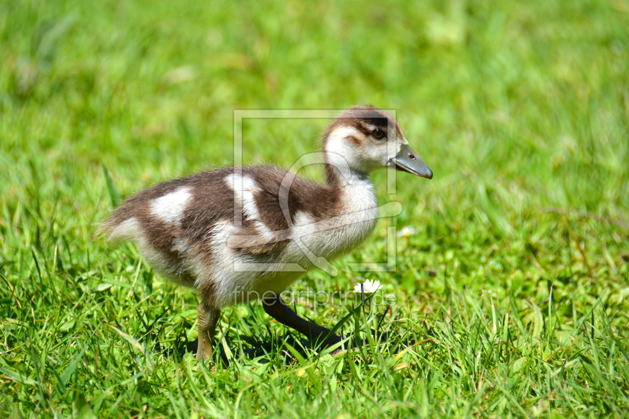 Bild-Nr.: 11906272 Nilgans-Küken erstellt von GUGIGEI