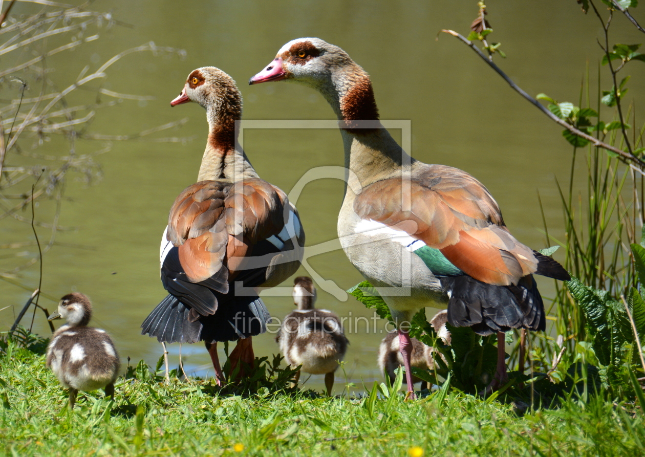 Bild-Nr.: 11906274 Familie Nilgans erstellt von GUGIGEI