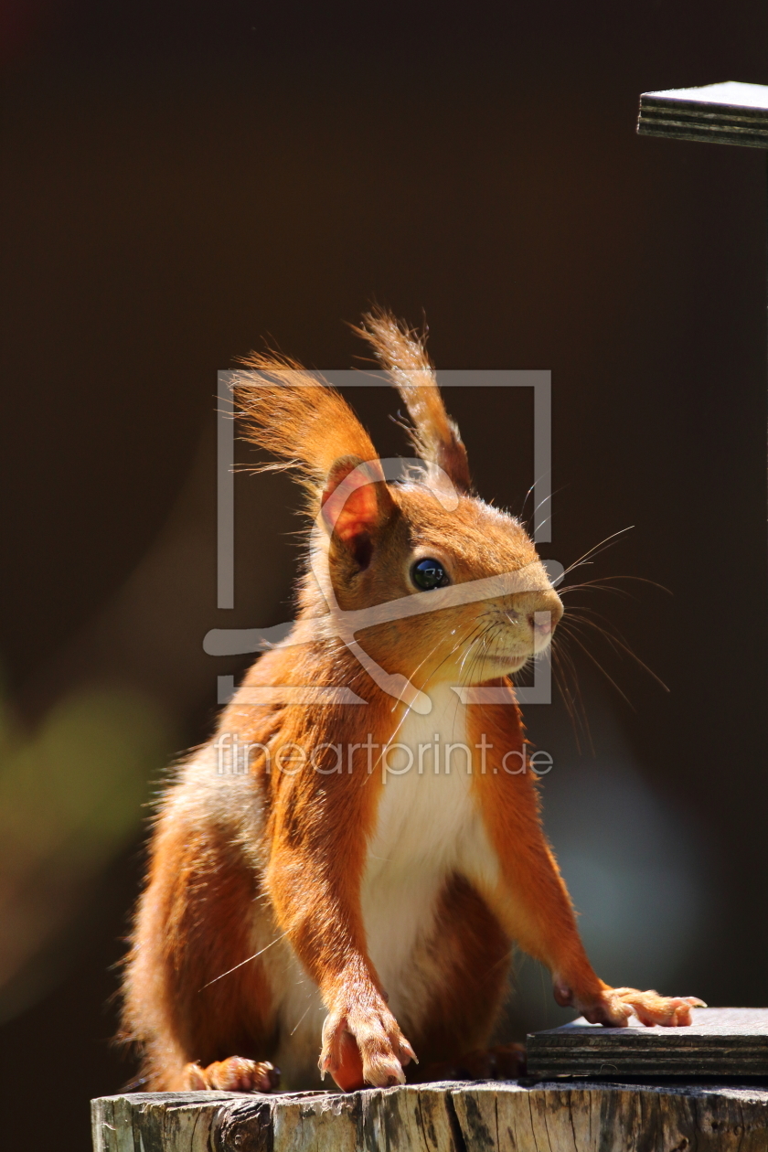 Bild-Nr.: 11906399 Rotes Eichhörnchen erstellt von Uwe Fuchs