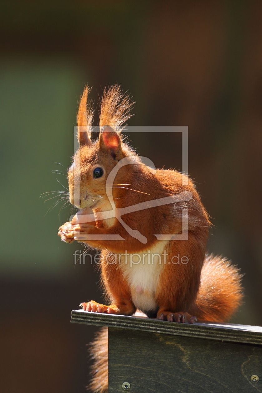 Bild-Nr.: 11906400 Rotes Eichhörnchen erstellt von Uwe Fuchs