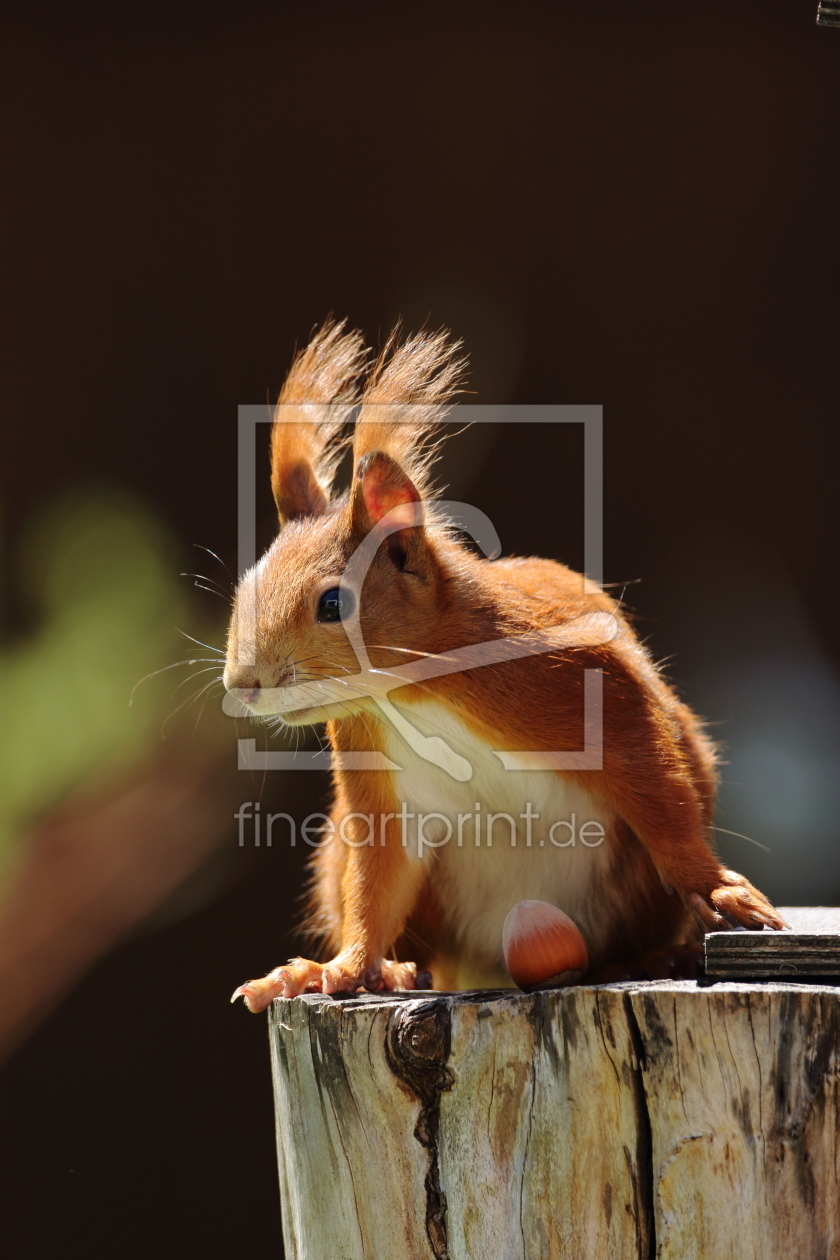 Bild-Nr.: 11906401 Rotes Eichhörnchen erstellt von Uwe Fuchs