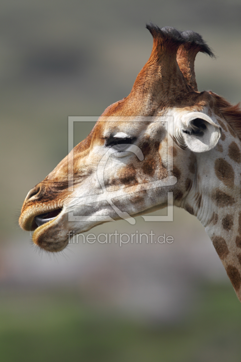 Bild-Nr.: 11906487 Giraffe in Südafrika erstellt von DirkR