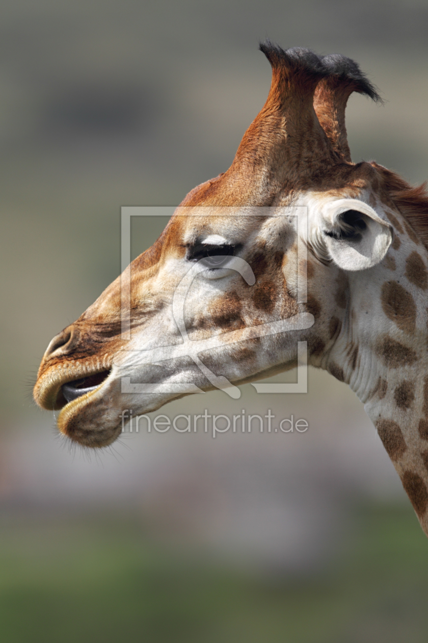 Bild-Nr.: 11906487 Giraffe in Südafrika Bild-Nr.: 11906487 Giraffe in Südafrika erstellt von DirkR