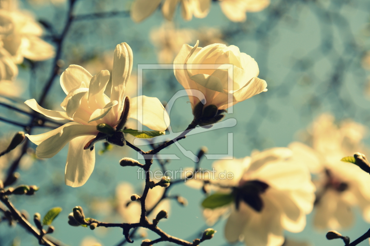 Bild-Nr.: 11906614 Magnolienblüten erstellt von GUGIGEI