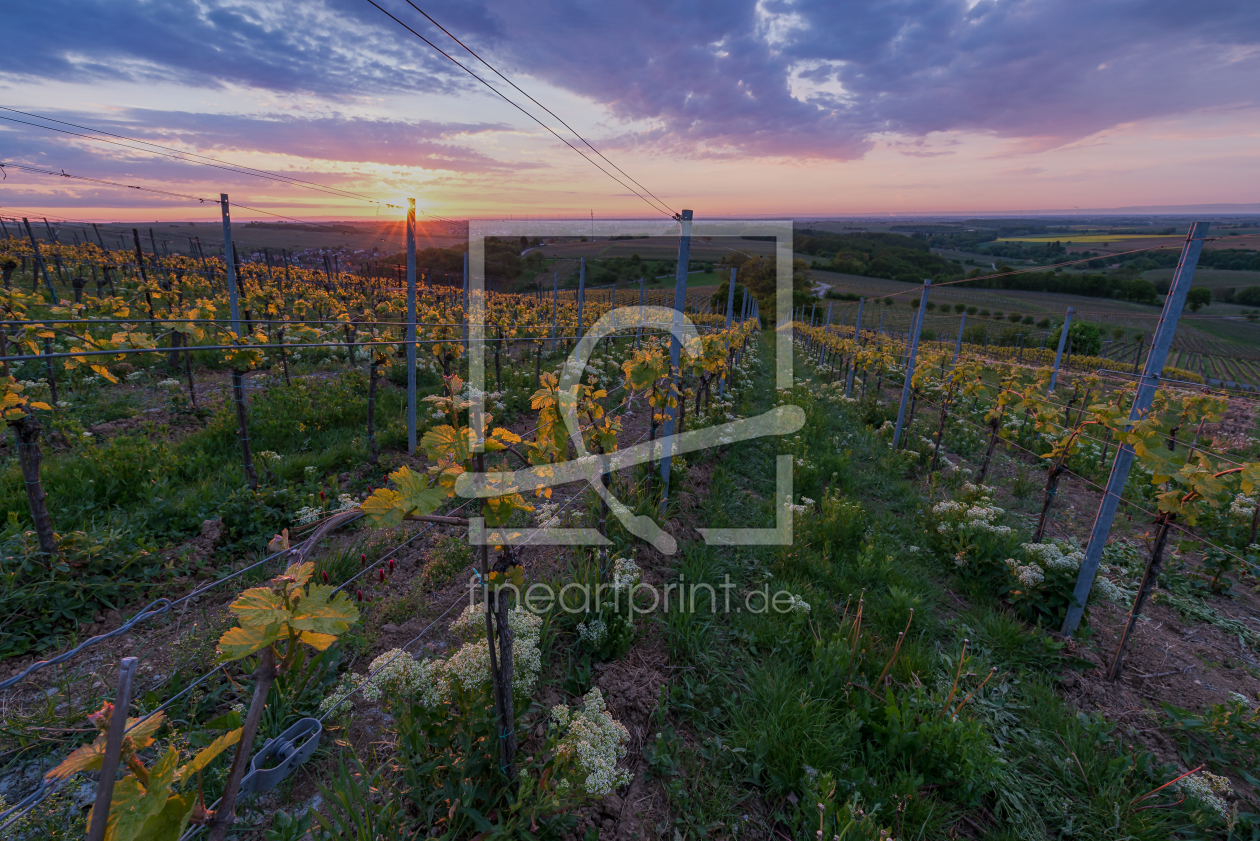 Bild-Nr.: 11906642 Weinberg im Sonnenaufgang erstellt von Christian2Braun