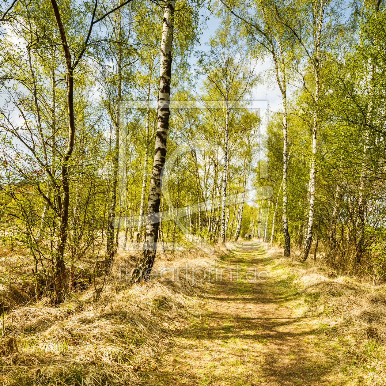 Bild-Nr.: 11906704 Frühlingsbeginn im Birkenwald erstellt von Ursula Reins