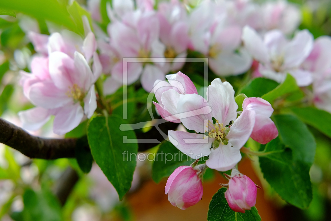 Bild-Nr.: 11906765 Obstbaumblüte erstellt von Ostfriese