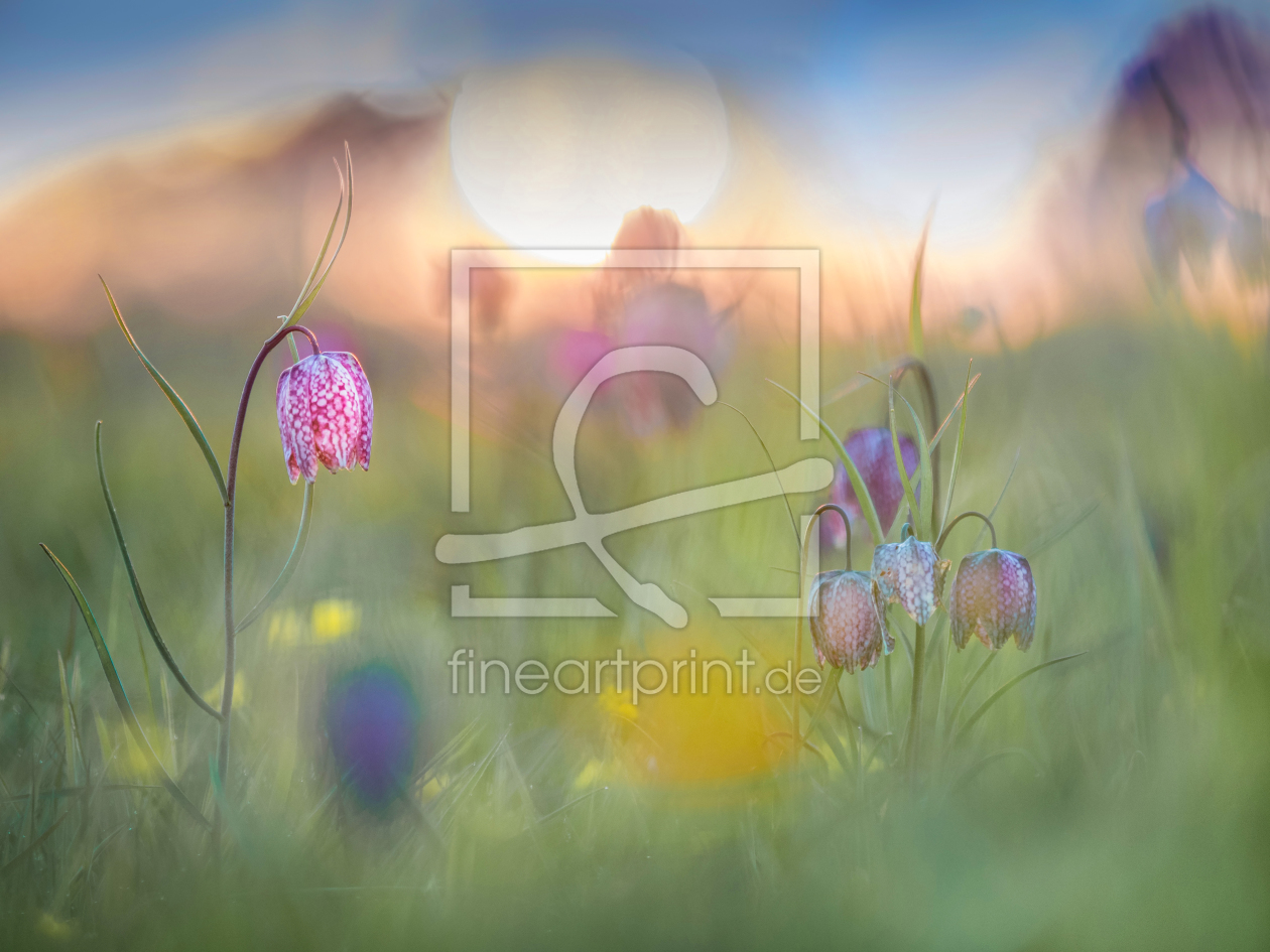 Bild-Nr.: 11906812 Schachbrettblumenallerlei Bild-Nr.: 11906812 Schachbrettblumenallerlei erstellt von boegau-photography