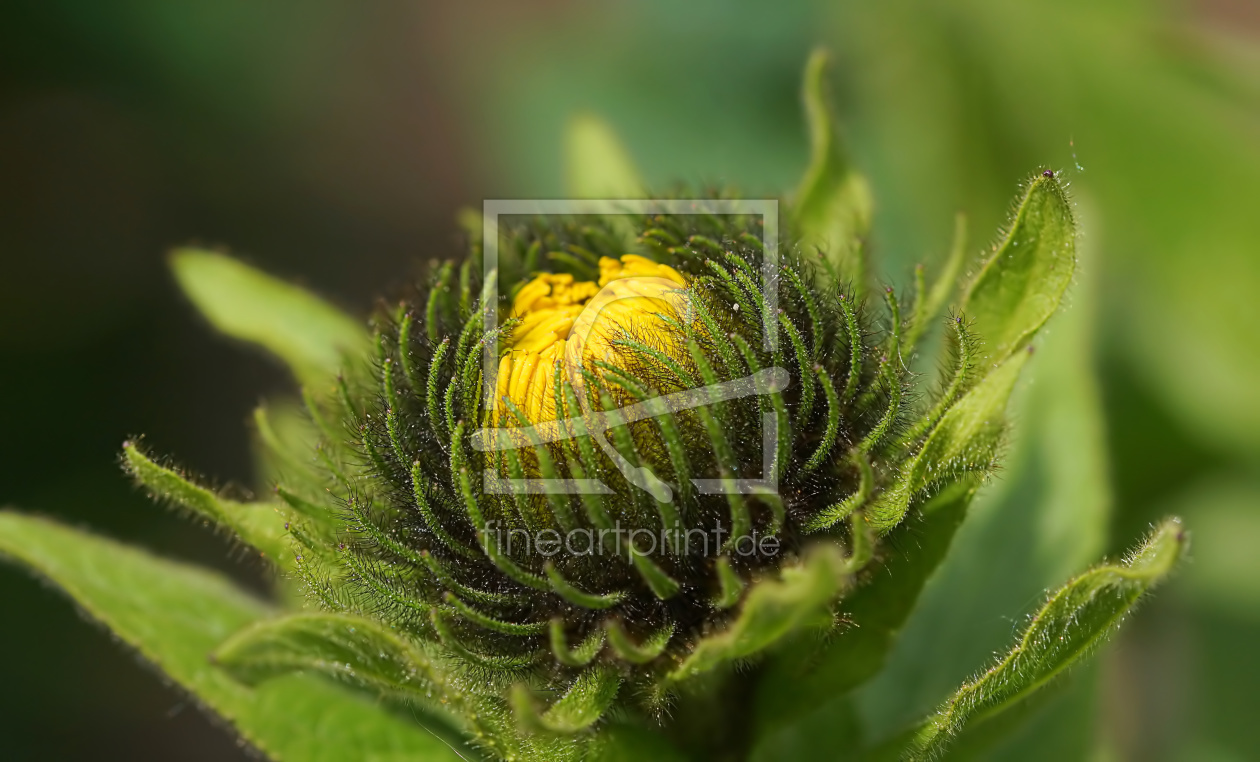 Bild-Nr.: 11906832 Inula orientalis erstellt von youhaveadream