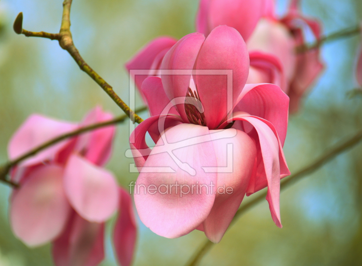 Bild-Nr.: 11906850 Magnolia erstellt von GUGIGEI