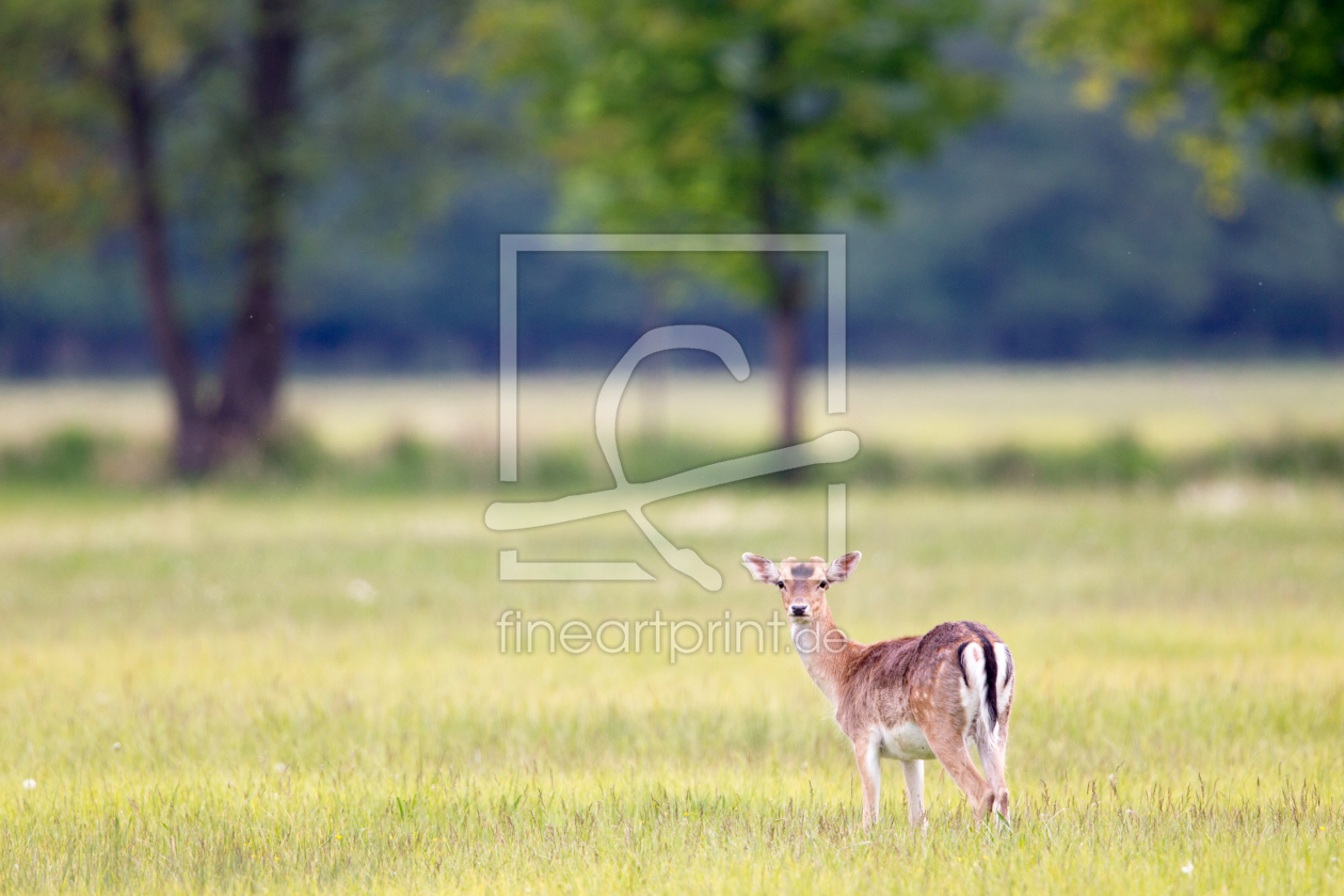 Bild-Nr.: 11907830 Damhirsch erstellt von DirkR