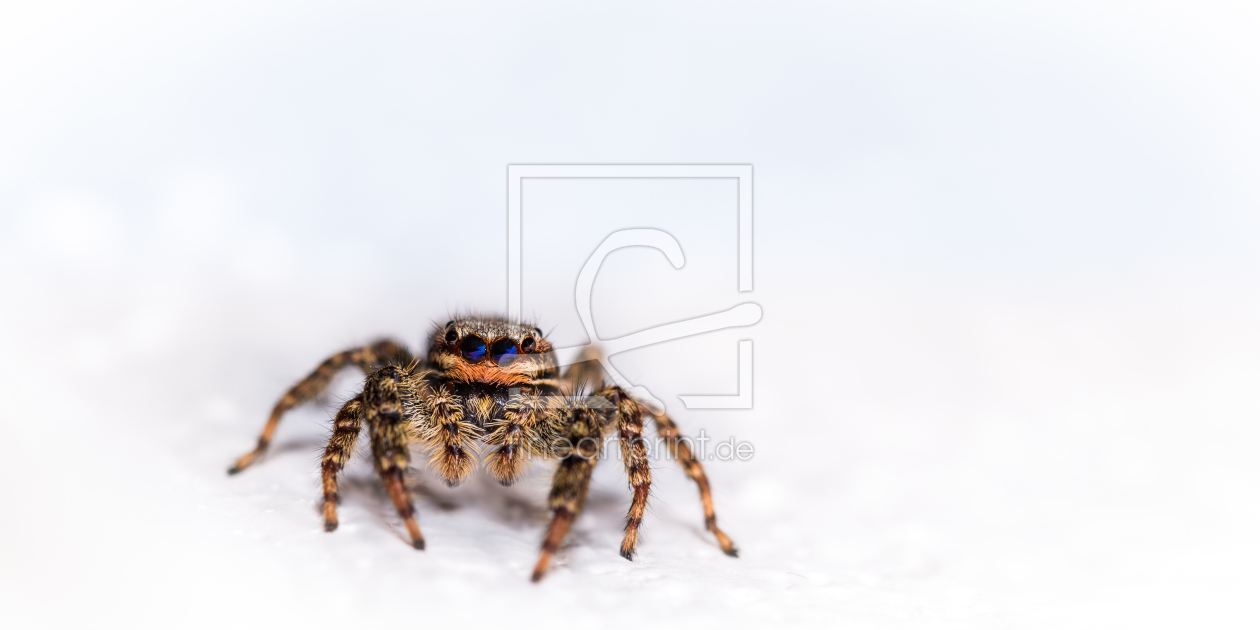 Bild-Nr.: 11907840 Marpissa muscosa - Springspinne erstellt von Richard-Young