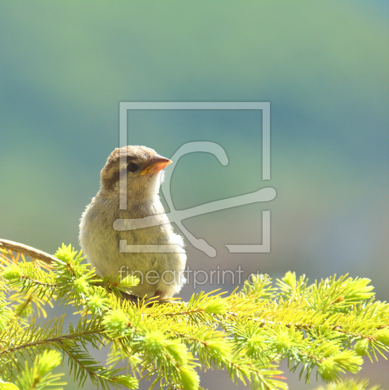 Bild-Nr.: 11907938 Kleiner Spatz erstellt von GUGIGEI