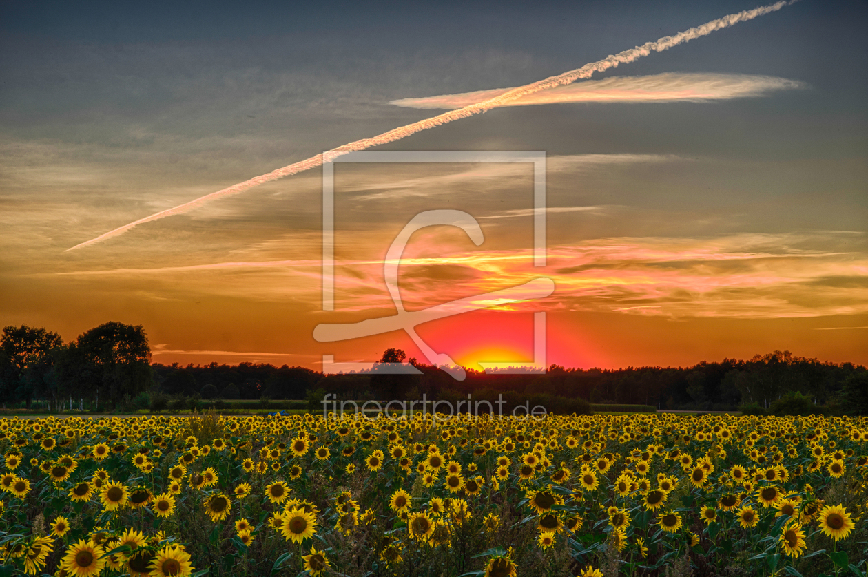 Bild-Nr.: 11907949 Sunflowers erstellt von kauli