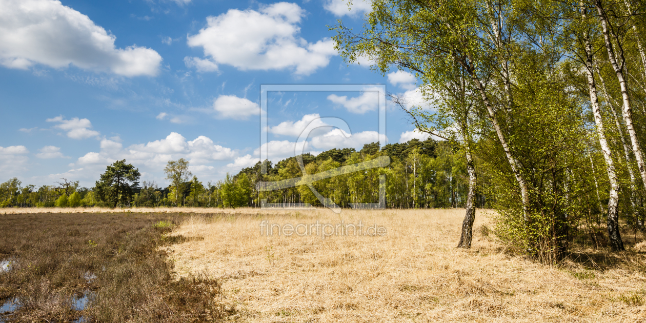 Bild-Nr.: 11908153 Birken und Moor erstellt von Ursula Reins