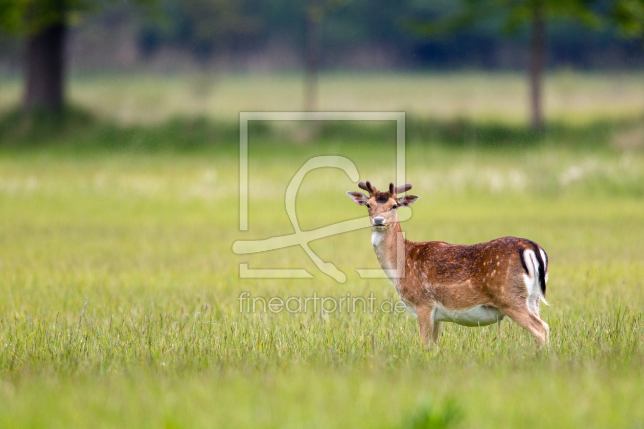 Bild-Nr.: 11908159 Damhirsch erstellt von DirkR