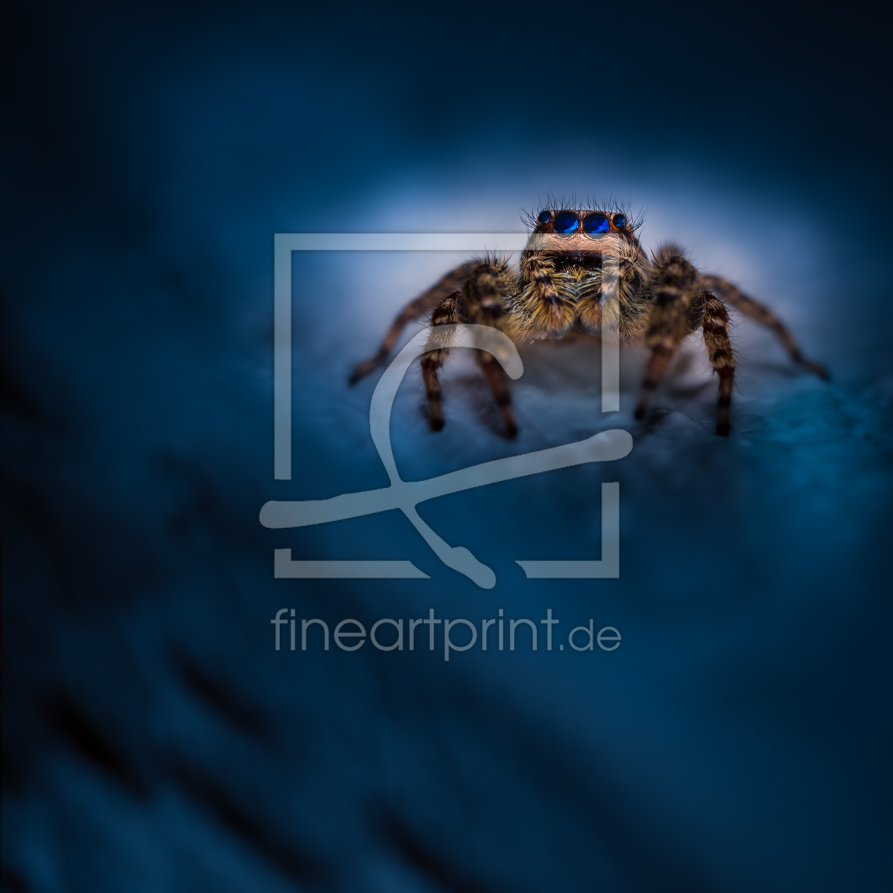 Bild-Nr.: 11908475 Springspinne - Marpissa muscosa - blue night erstellt von Richard-Young