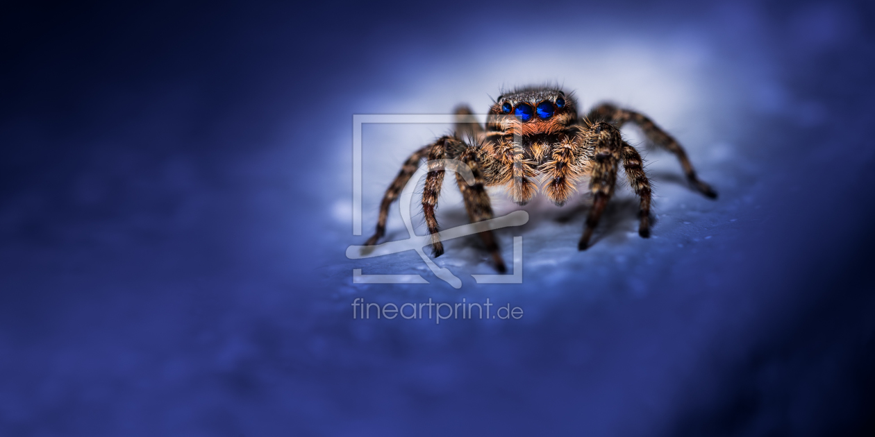 Bild-Nr.: 11908713 Springspinne - Marpissa muscosa - blue night erstellt von Richard-Young