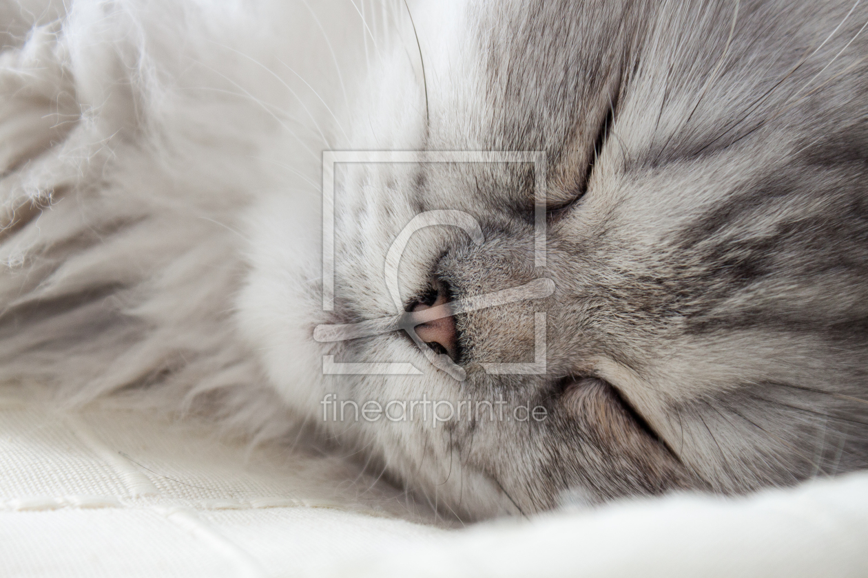 Bild-Nr.: 11909188 Sleeping Cat erstellt von KundenNr-333185