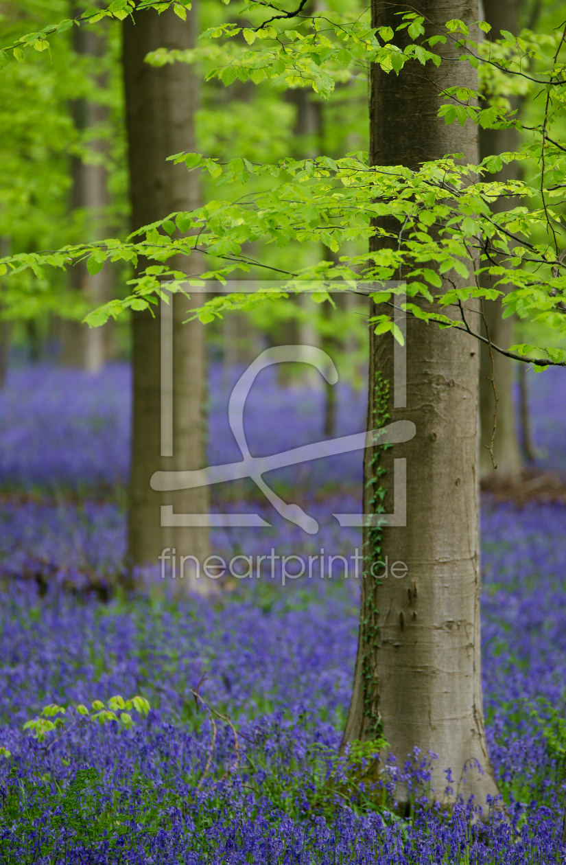 Bild-Nr.: 11909245 Blauer Wald Bild-Nr.: 11909245 Blauer Wald erstellt von Christiane Dreher